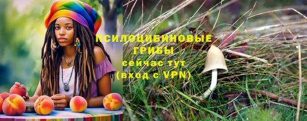 прущие грибы Елабуга